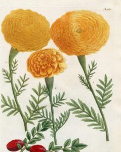 The Blockprint Tree - scrapbook - scarf Marigold 5